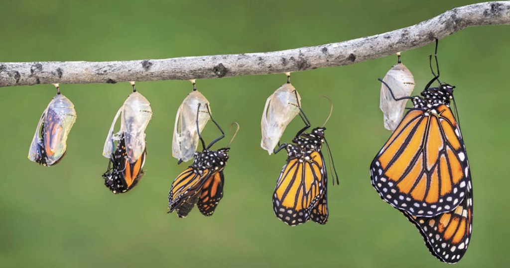 La muerte física: ¿un final o un paso a la nueva vida?